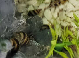ASSISSIN snails