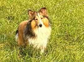 Beautiful Sable Female