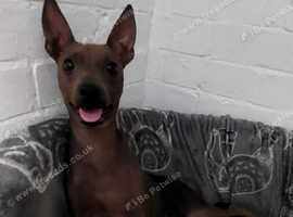 American hairless terrier puppies
