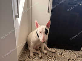 7 Month Bull Terrier