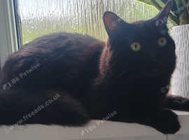 For sale simeze cross maincoon 11 months old indoor cat only male not neutered up to date with jabs cat home only £400
