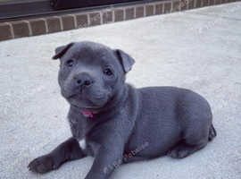 Blue staffy for sales sale near me