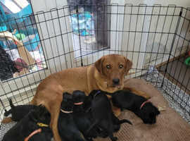 9weeks old Beautiful pure breed Labrador Pups KC Registered