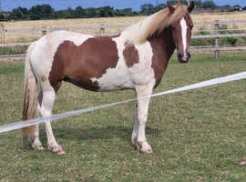 Stunning 4 year old chestnut and white mare
