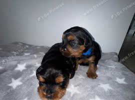 Adorable yorkiepoo puppies