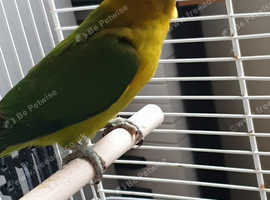 Love birds
