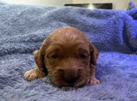 Cockapoo male puppy