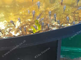 Pleco