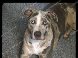 Collie/Staffy cross