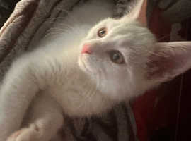 Female kitten pure white turkish van very frendly