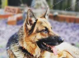 Buy german deals shepherd puppies online