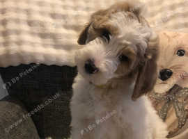 Goldendoodle double doodle pup ready to go