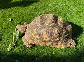 Tortoise Leopard female x2