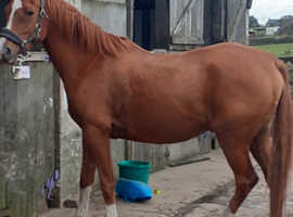 Arab Gelding for part loan