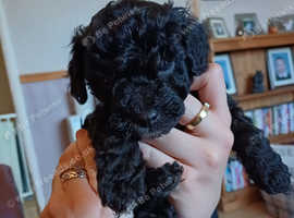 Jackapoo puppies