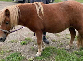 Registered standard Shetland mare