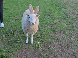 Sheep grazing WANTED