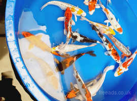 7 to 8 nch beautiful koi see video