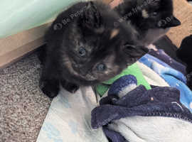 Kittens
