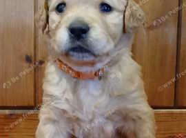 Golden retriever puppies