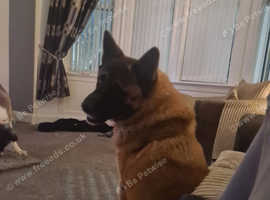 Akita dog for sale