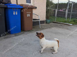 A lovely jack Russell