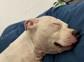 Staffy x Pitbull need urgent rehome
