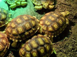Sulcata tortoises