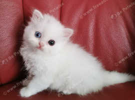 Adorable Scottish fold and straight kitten's