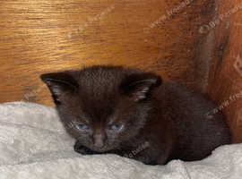 Six kittens looking for homes