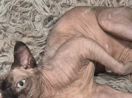 Sphynx
