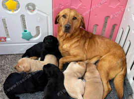 5 working line health tested Labradors