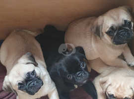 Puggle puppies. 2 females available. Ready now. £700