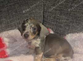 Miniature dachshund pup