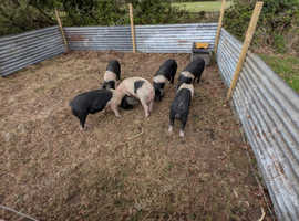 4 x Saddleback Boars