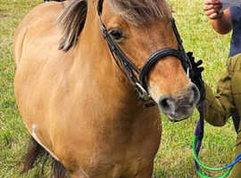 Dun shettie cross mare