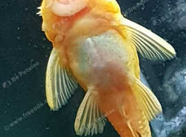L144 lemon blue eyed pleco fry 2-3cm