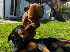 Rottweiler cross Cane Corso