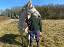 Irish  draft  mare for  sale