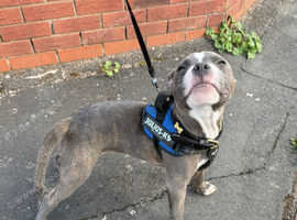 Blue staffordshire bullterrier