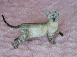 Beautiful Bengal Boy ready to move