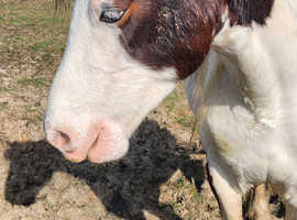 Fresian x cob gelding for sale