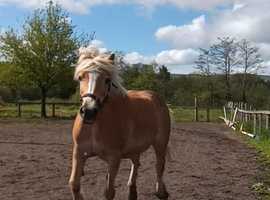 Looking for a new home, 14 1 Haflinger mare