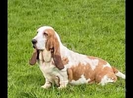 Basset bitch for sale