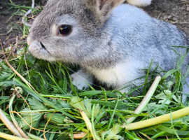 rabbits for sale