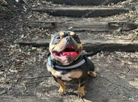 Micro bully AKBC male
