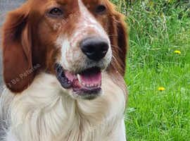 Irish Red and White Setter - male
