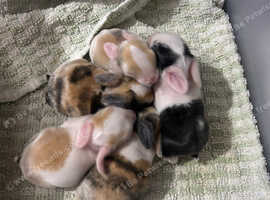 Mini lion lops baby bunnies