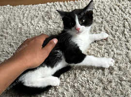 10-Week-Old Male Kitten for sale