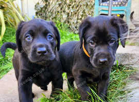 Stunnig  Lab puppies